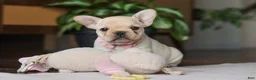 French Bulldog dogs for sale: Hazel - Ad 1