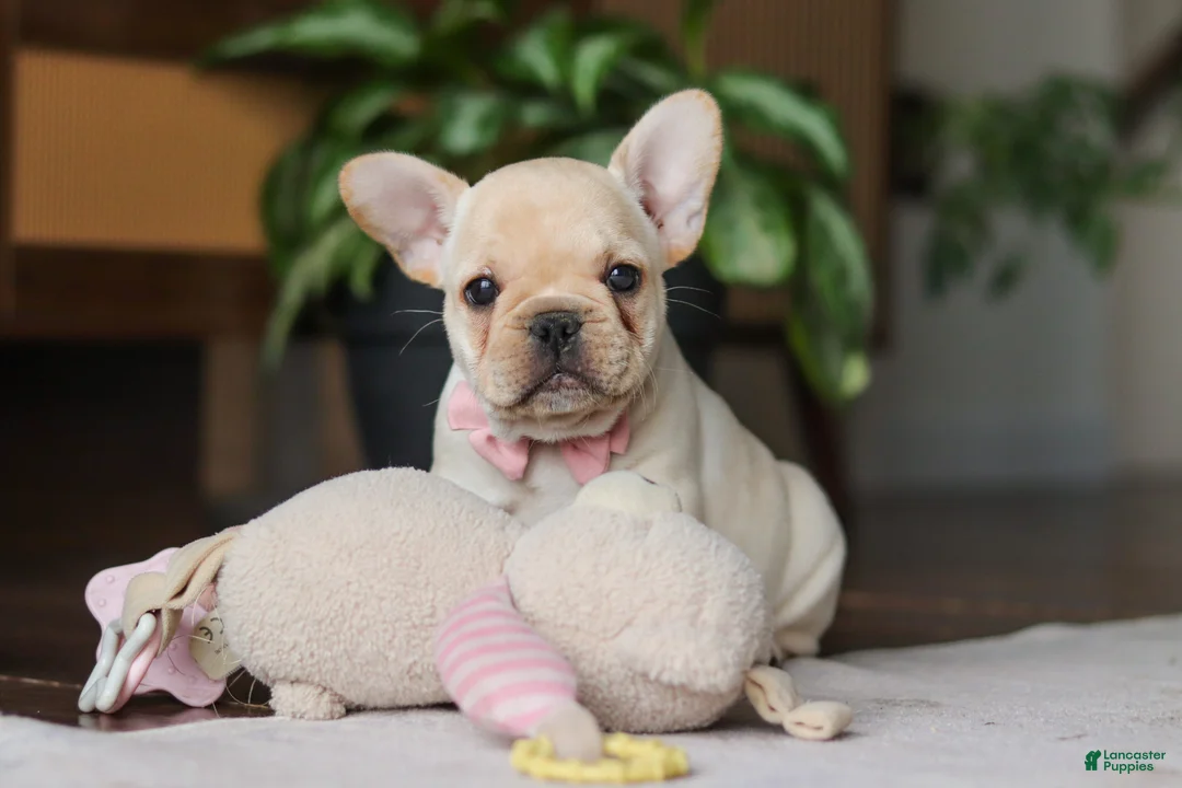 French Bulldog dogs for sale: Hazel - Ad 1