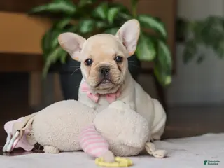 French Bulldog dogs for sale: Hazel - Ad 2