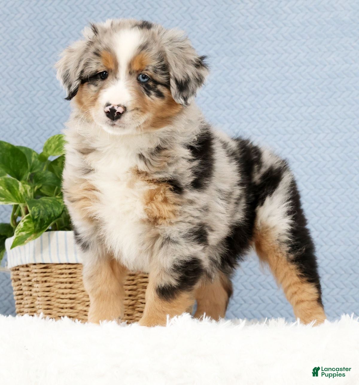 Australian Shepherd dogs Leo - Ad 2