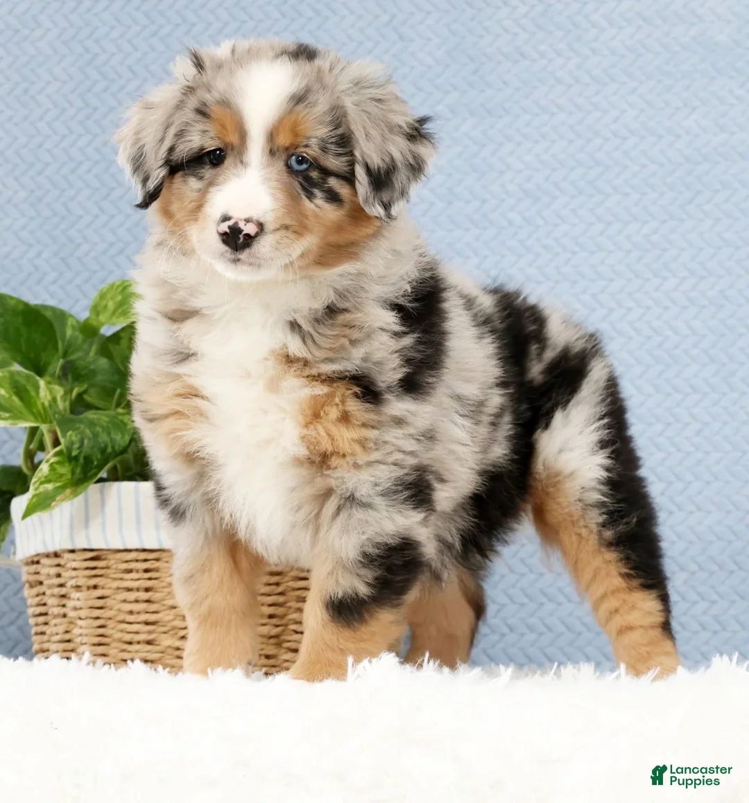 Australian Shepherd dogs for sale: Leo - Ad 2