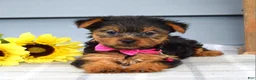 Yorkshire Terrier dogs for sale: Amelia - Ad 3