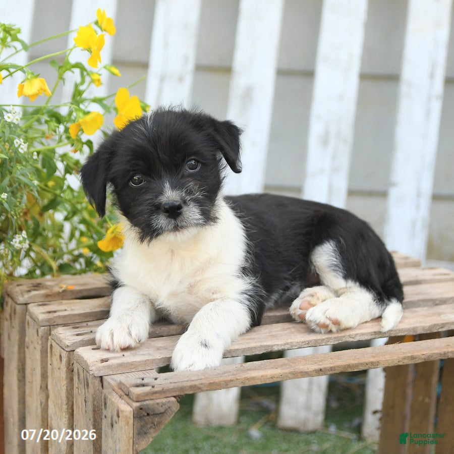 Mixed Breed dogs Tiny - Ad 2