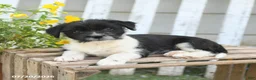 Mixed Breed dogs for sale: Tiny - Ad 2
