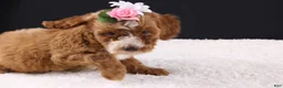 Mini Goldendoodle dogs for sale: Mini Goldendoodle 5 - Ad 4