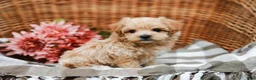 Maltipoo dogs for sale: Dominic - Ad 6