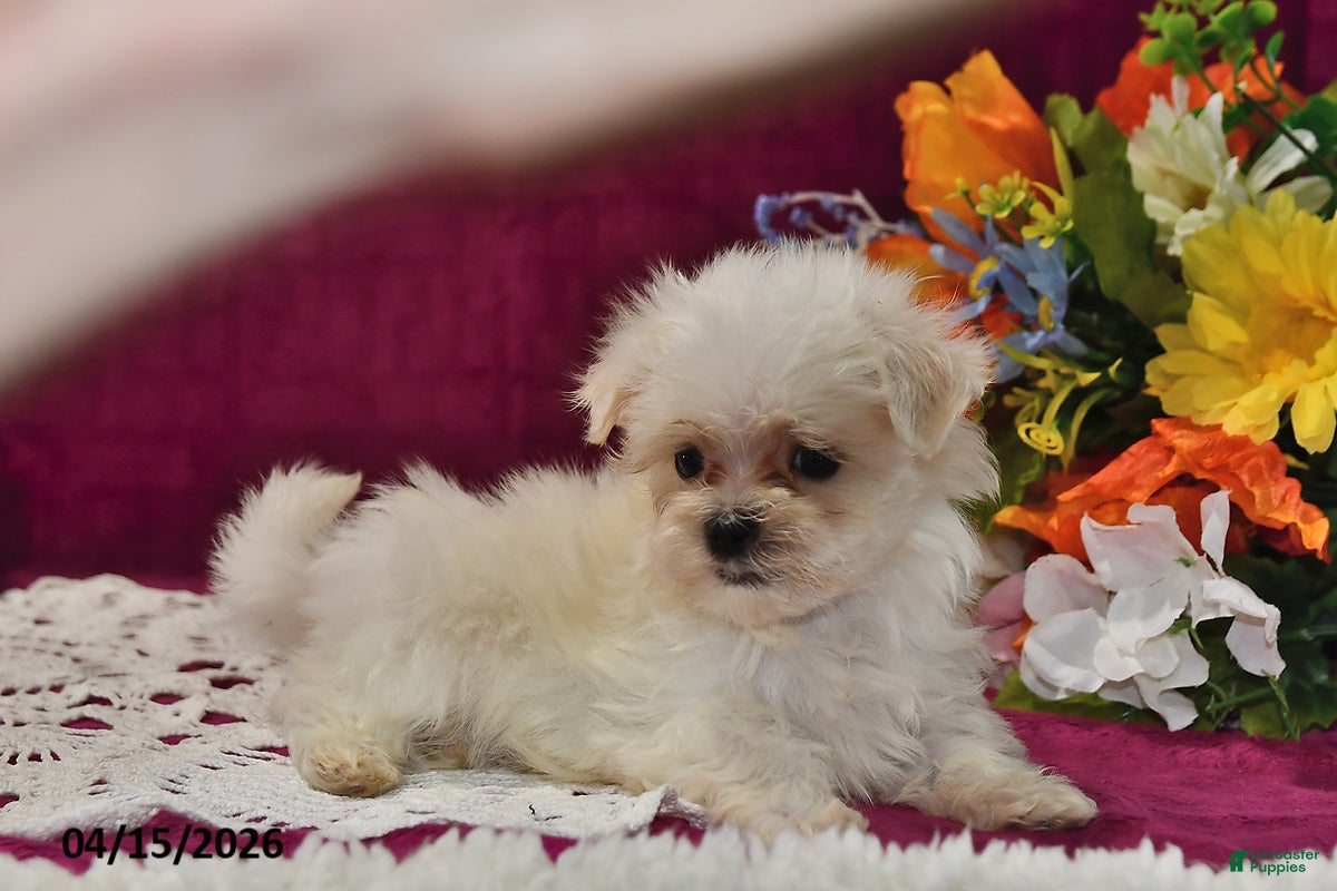Maltese dogs Toby - Ad 2