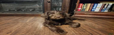 Labradoodle chocolate black collar