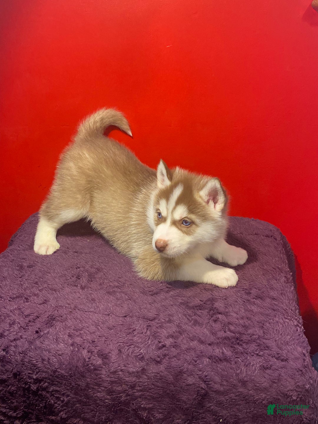 Siberian Husky dogs for sale: Oscar - Ad 21