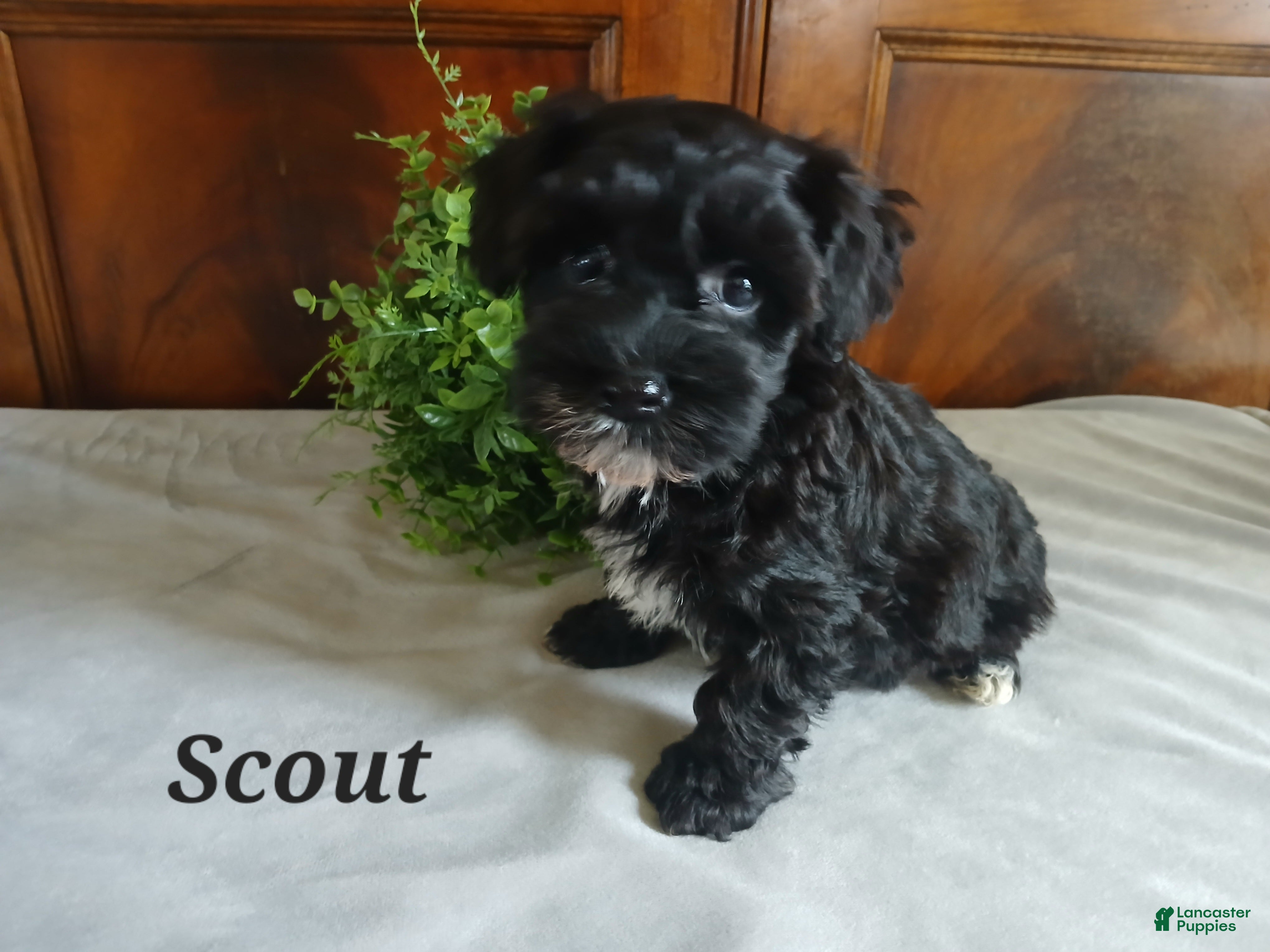 Havapoo dogs for sale: Scout - Ad 2
