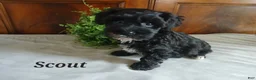 Havapoo dogs for sale: Scout - Ad 1