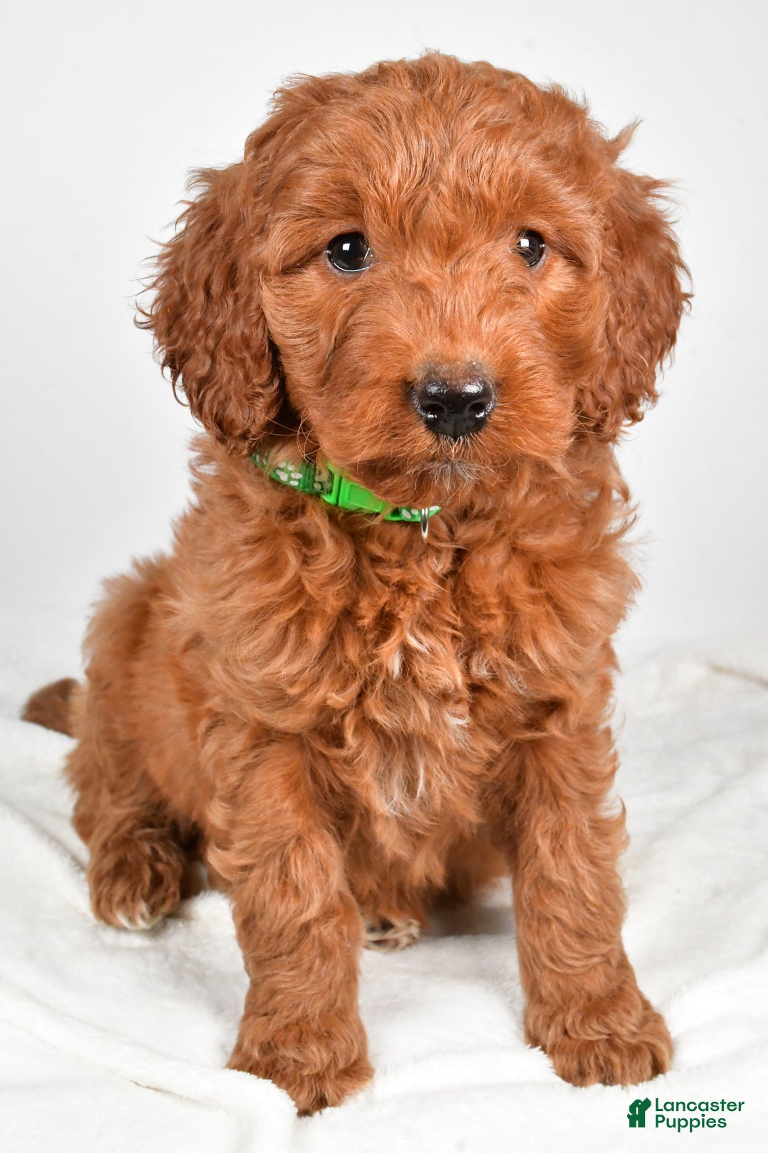 Goldendoodle dogs for sale: Page medium size - Ad 6