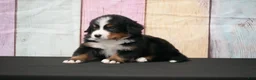 Bernese Mountain Dog dogs for sale: Bernese Mountain Dog Puppy 3 - Ad 4