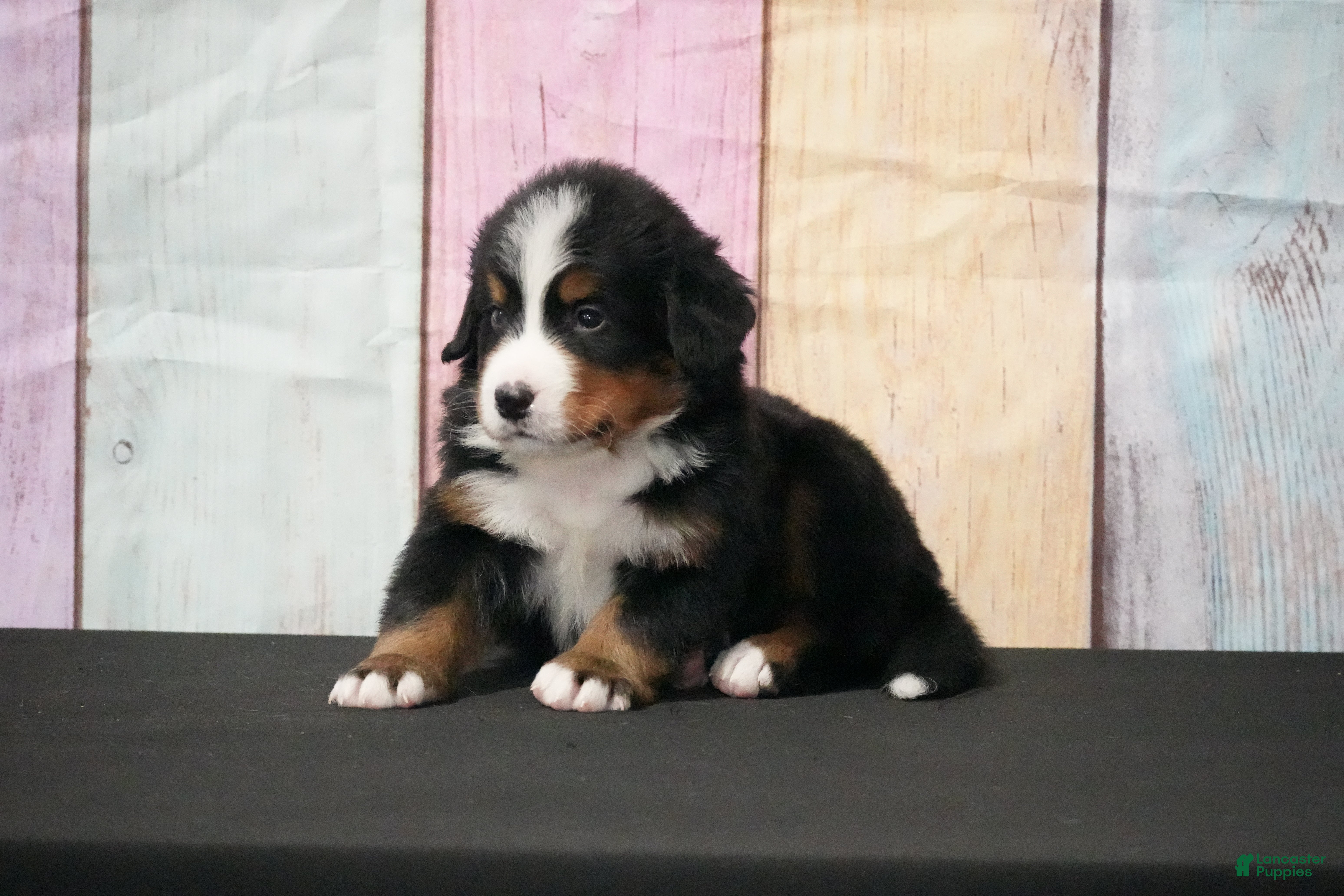 Bernese Mountain Dog dogs for sale: Bernese Mountain Dog Puppy 3 - Ad 6