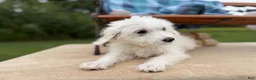 Mixed Breed dogs for sale: Diamond Princess (Girl) - Ad 6