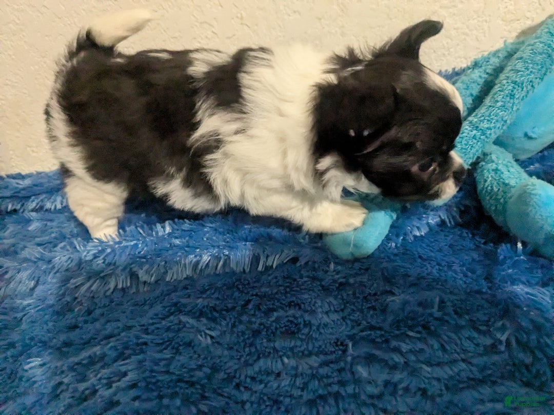 Chihuahua dogs for sale: Snoopy LC Apple Head Chihuahua Male  - Ad 2