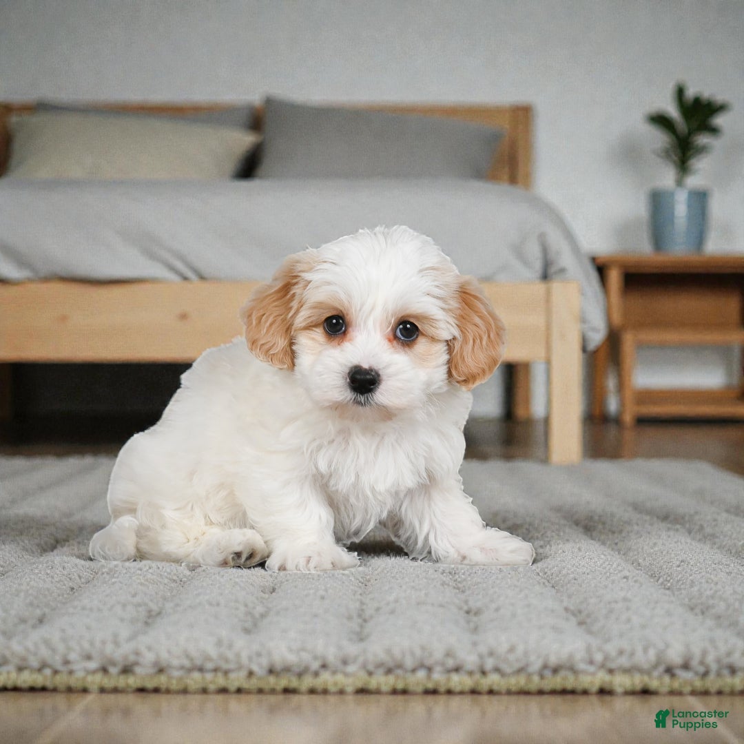 Maltipoo dogs for sale: Cooper - Ad 2