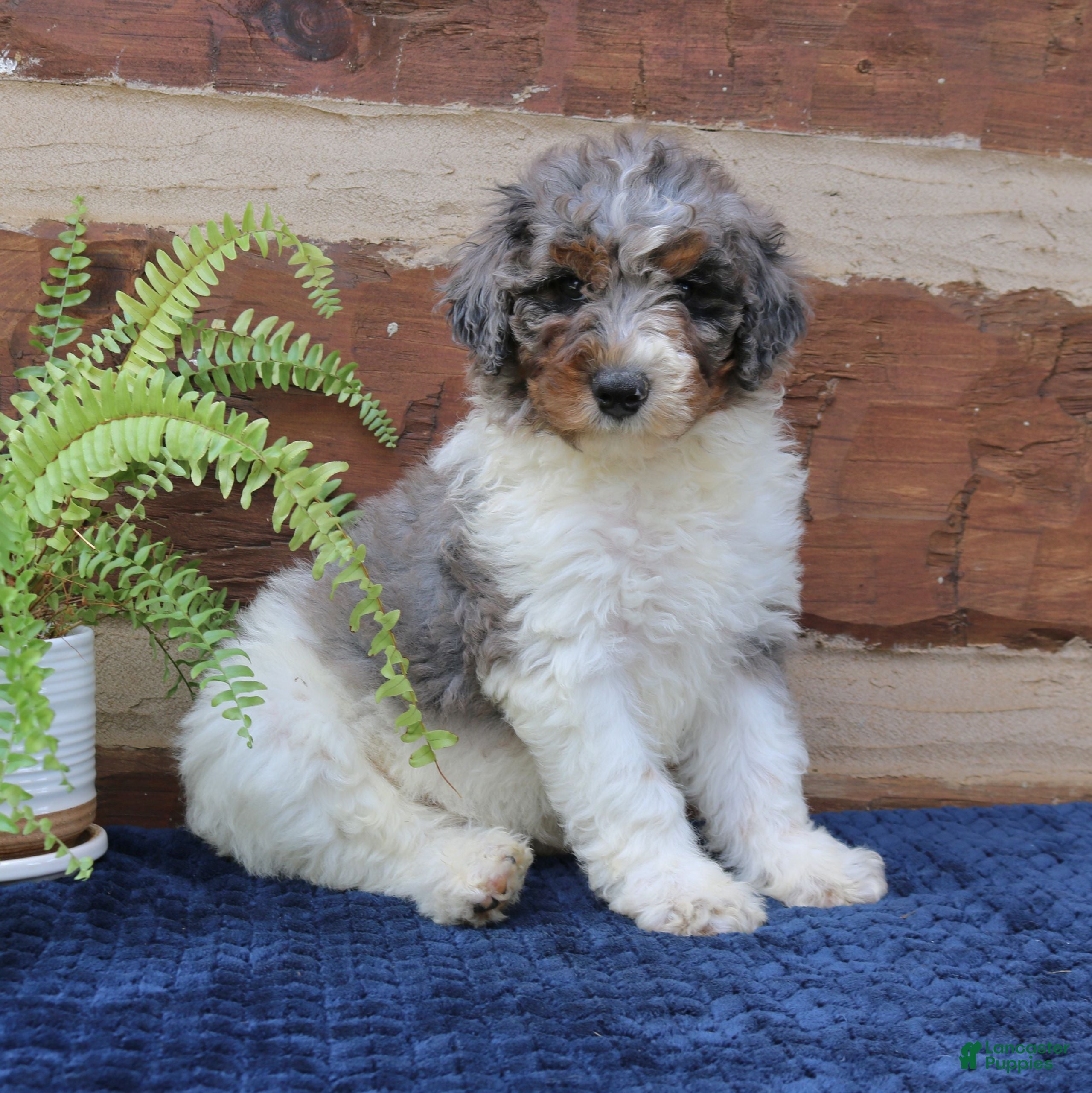 Mini Bernedoodle dogs Gizmo  - Ad 1
