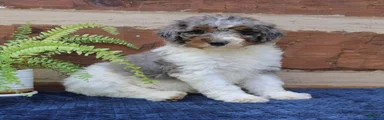 Gizmo 