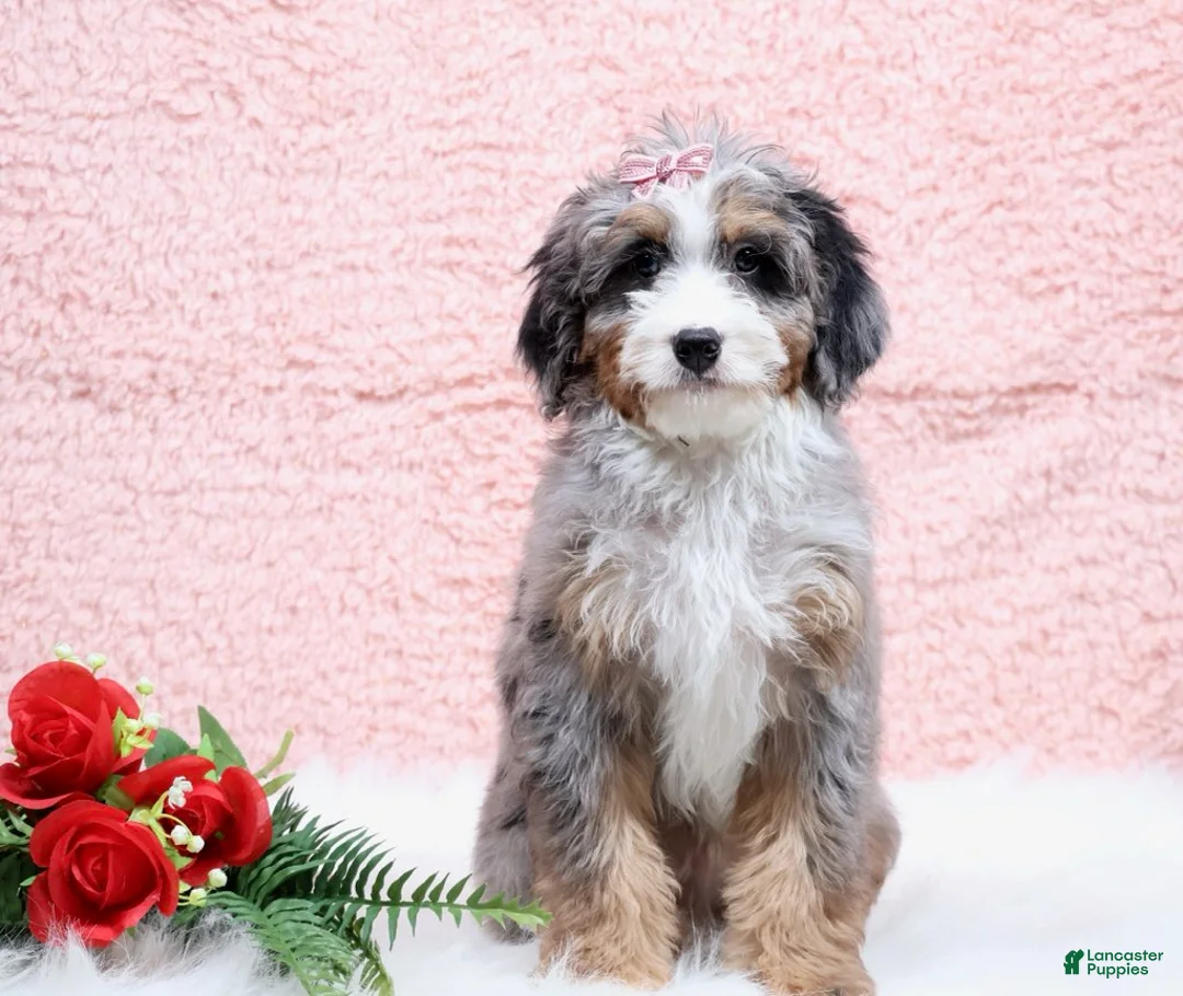 Mini Bernedoodle dogs for sale: Bandit - Ad 1