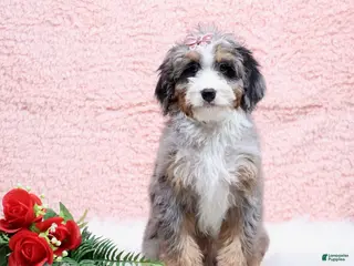 Mini Bernedoodle dogs Bandit - Ad 11