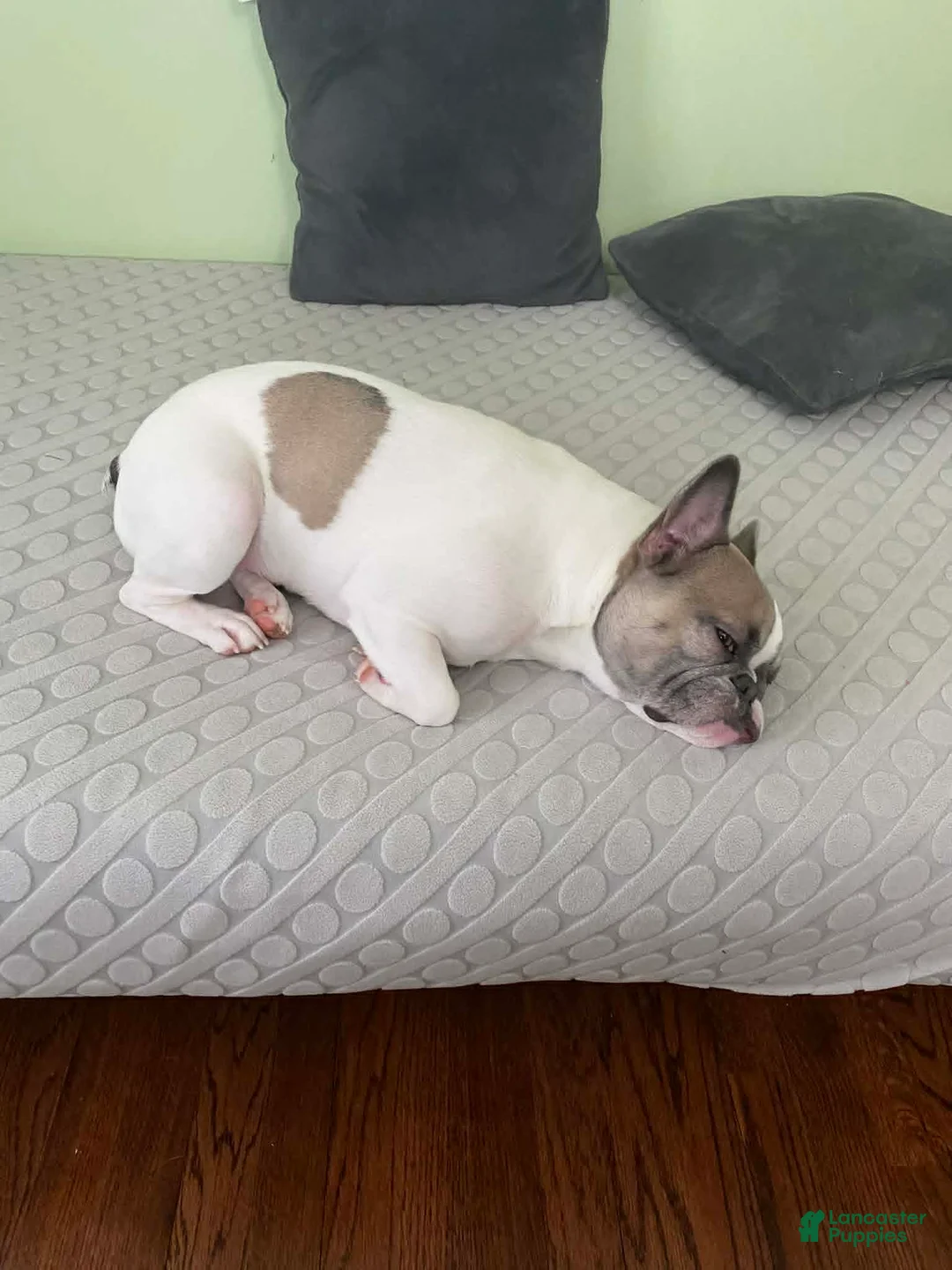 French Bulldog dogs for sale: French Bulldog Puppy 1 - Ad 2