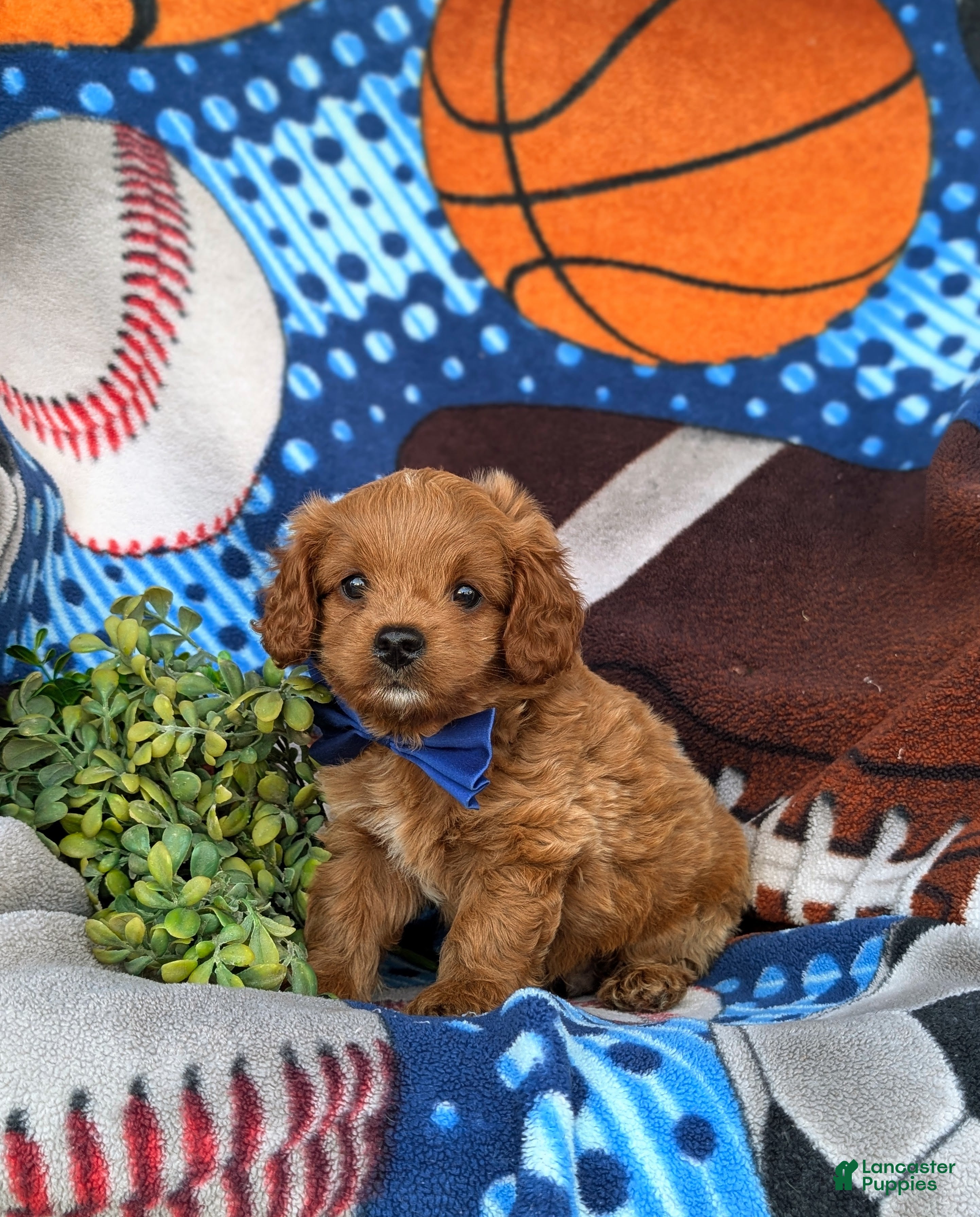 Cavapoo dogs Dale Hypoallergenic - Ad 1