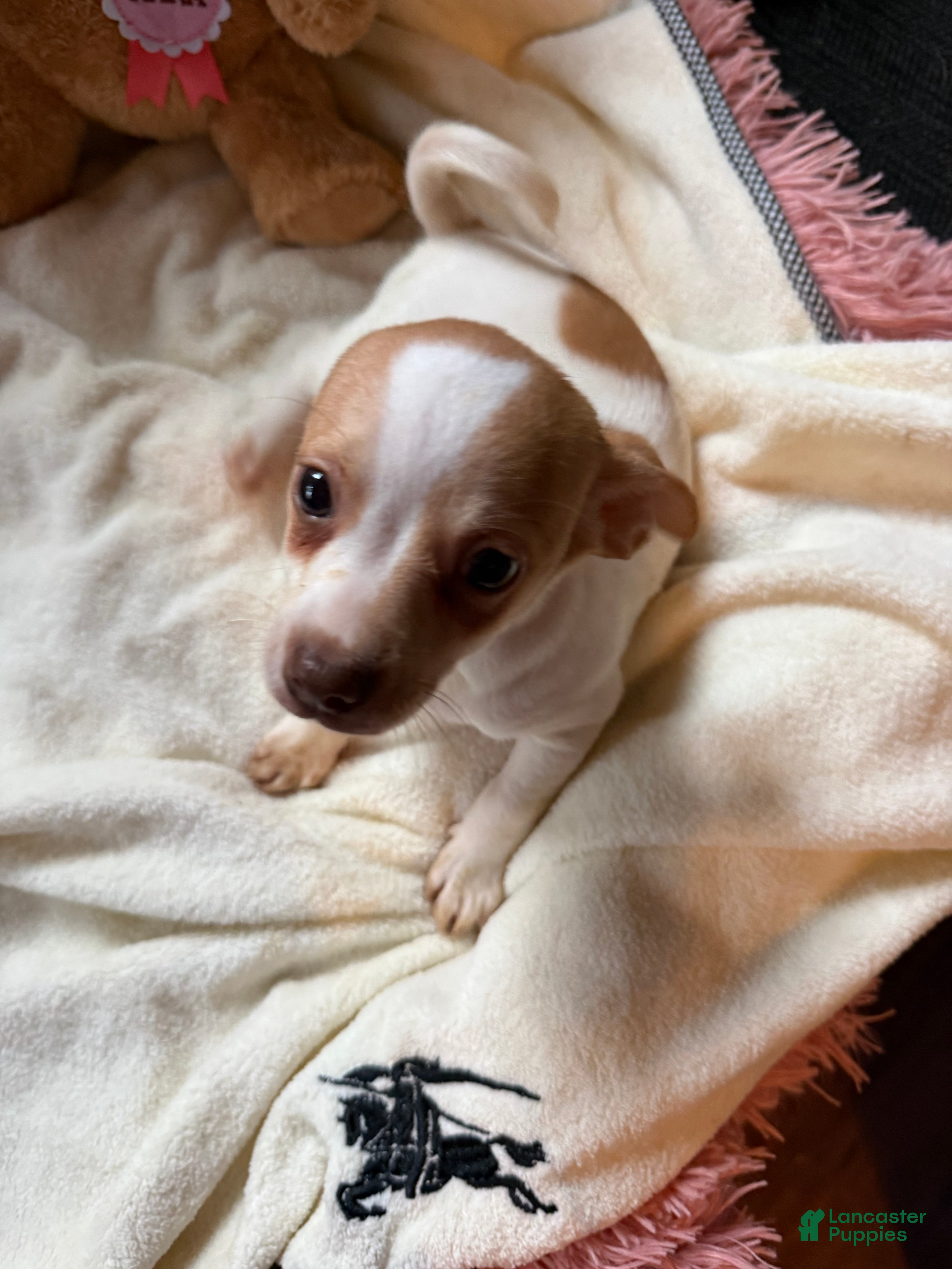 Chihuahua dogs Bruiser - Ad 2