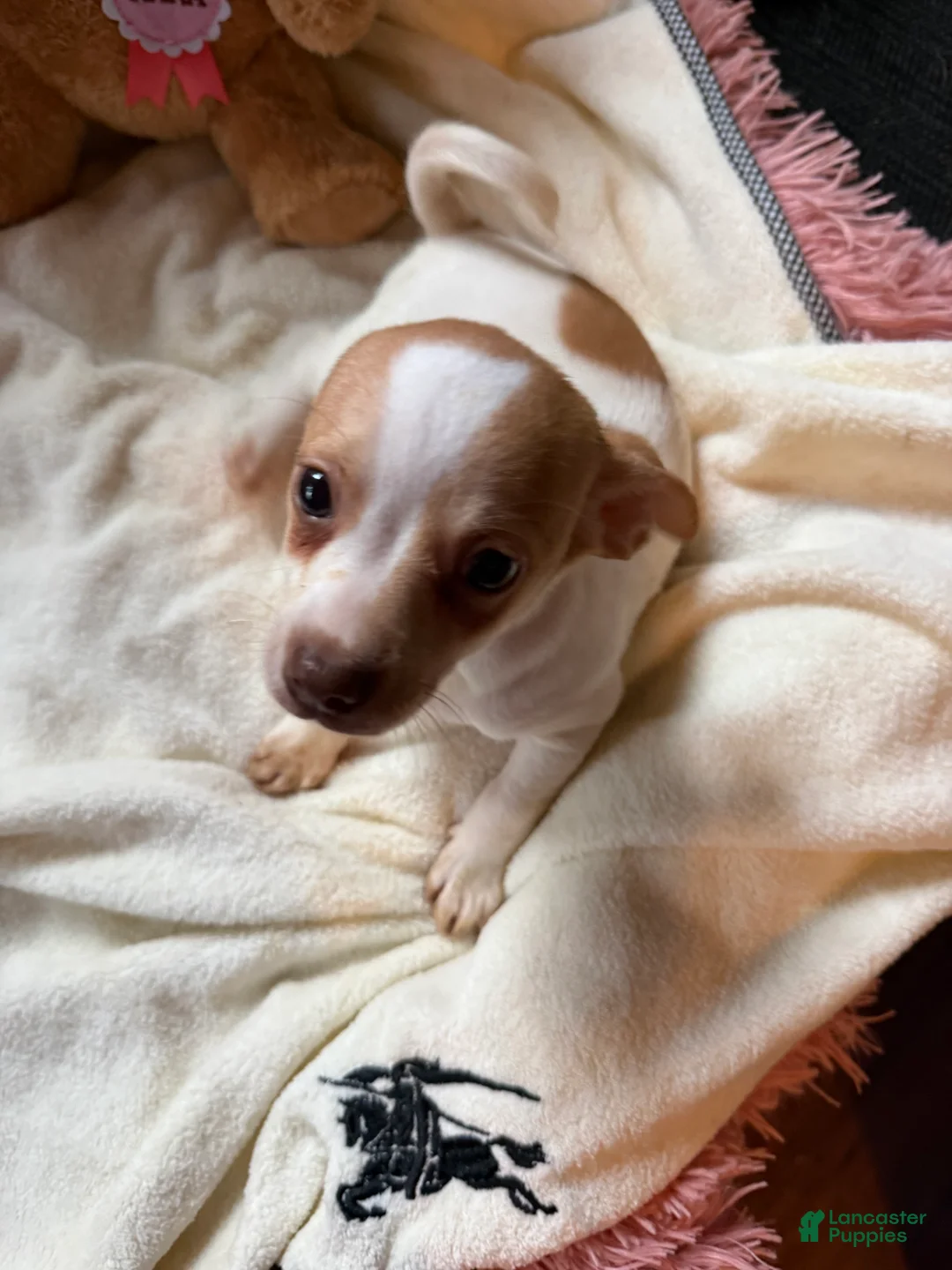 Chihuahua dogs for sale: Bruiser - Ad 2