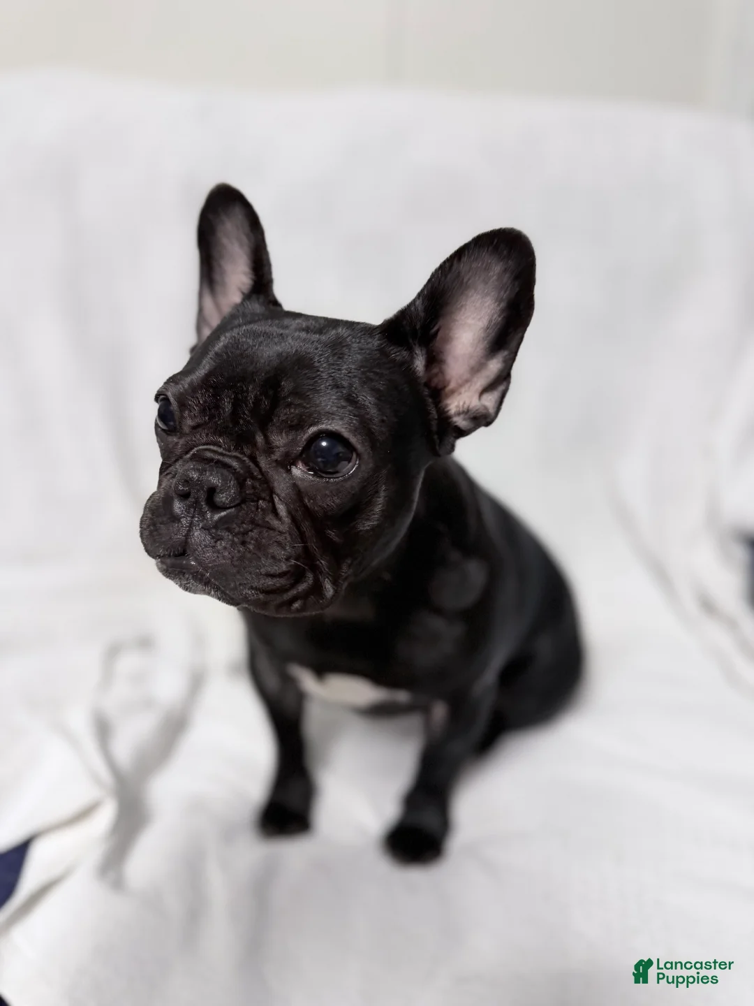 French Bulldog dogs for sale: Coco Cleo channel  - Ad 4