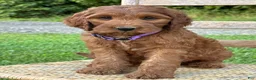 Irish Doodle dogs for sale: Molly - Ad 22