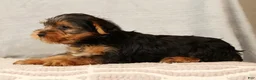 Yorkshire Terrier dogs for sale: Hank - Ad 3