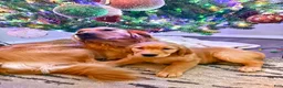 Golden Retriever dogs for sale: Golden Retriever 1 - Ad 4