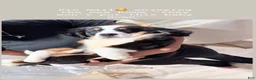 Bernese Mountain Dog dogs for sale: Bernese Mountain Dog 1 - Ad 1
