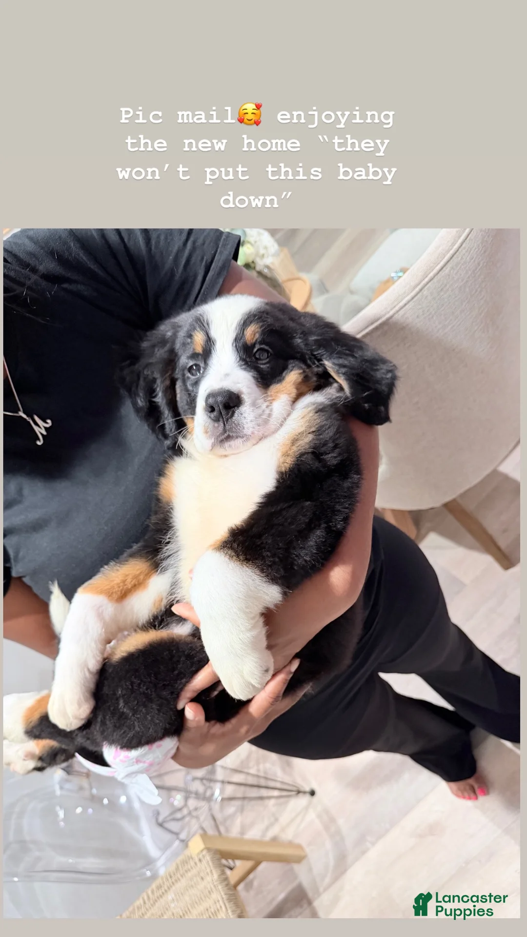 Bernese Mountain Dog dogs for sale: Bernese Mountain Dog 1 - Ad 1