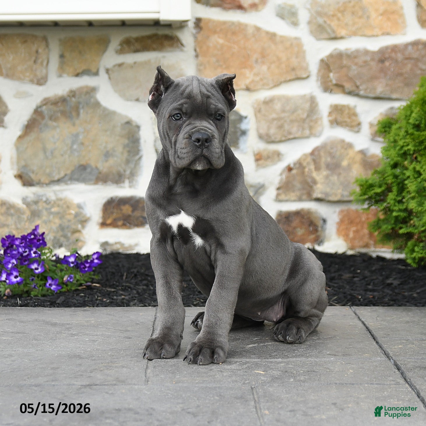 Cane Corso dogs Kiki - Ad 1