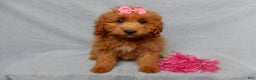 Mini Goldendoodle dogs for sale: Laci - Ad 2