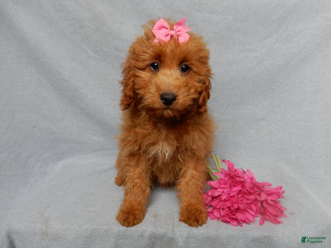 Mini Goldendoodle dogs for sale: Laci - Ad 2