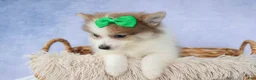 Pomeranian dogs for sale: Ernie🐾 - Ad 5