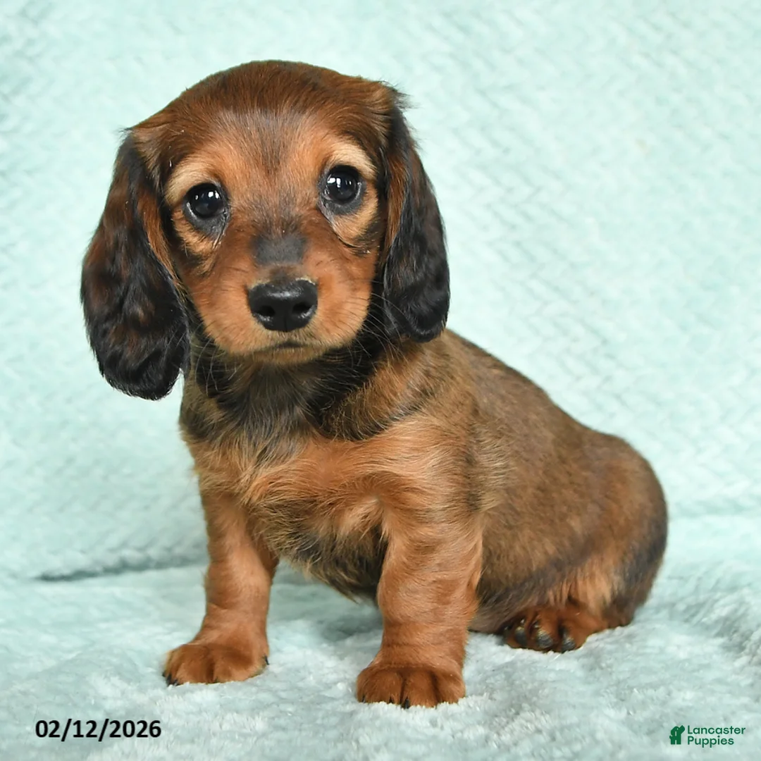Miniature Dachshund dogs for sale: Dorry - Ad 4