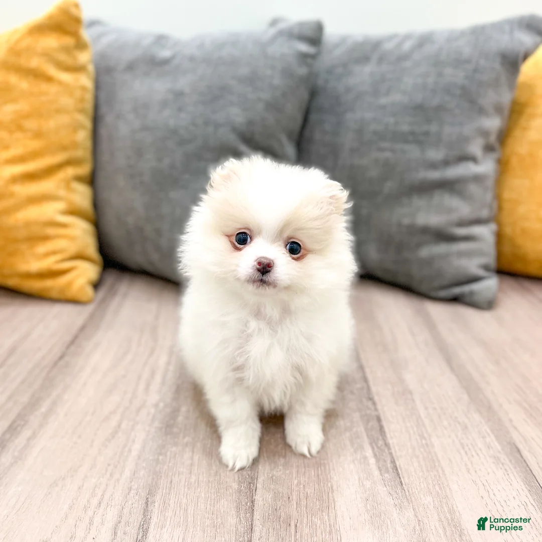 Pomeranian dogs for sale: Muffin - Ad 1