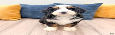 Bruno