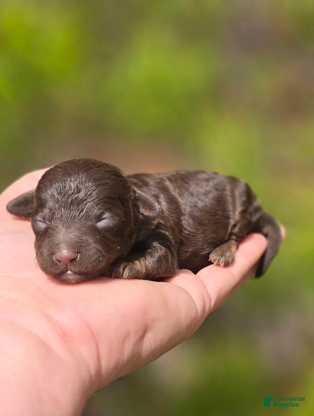 Maltipoo dogs for sale: Irish - Ad 2