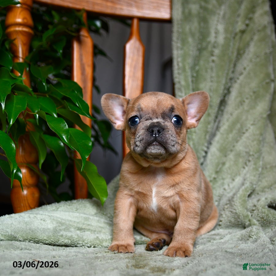 French Bulldog dogs Asher - Ad 1
