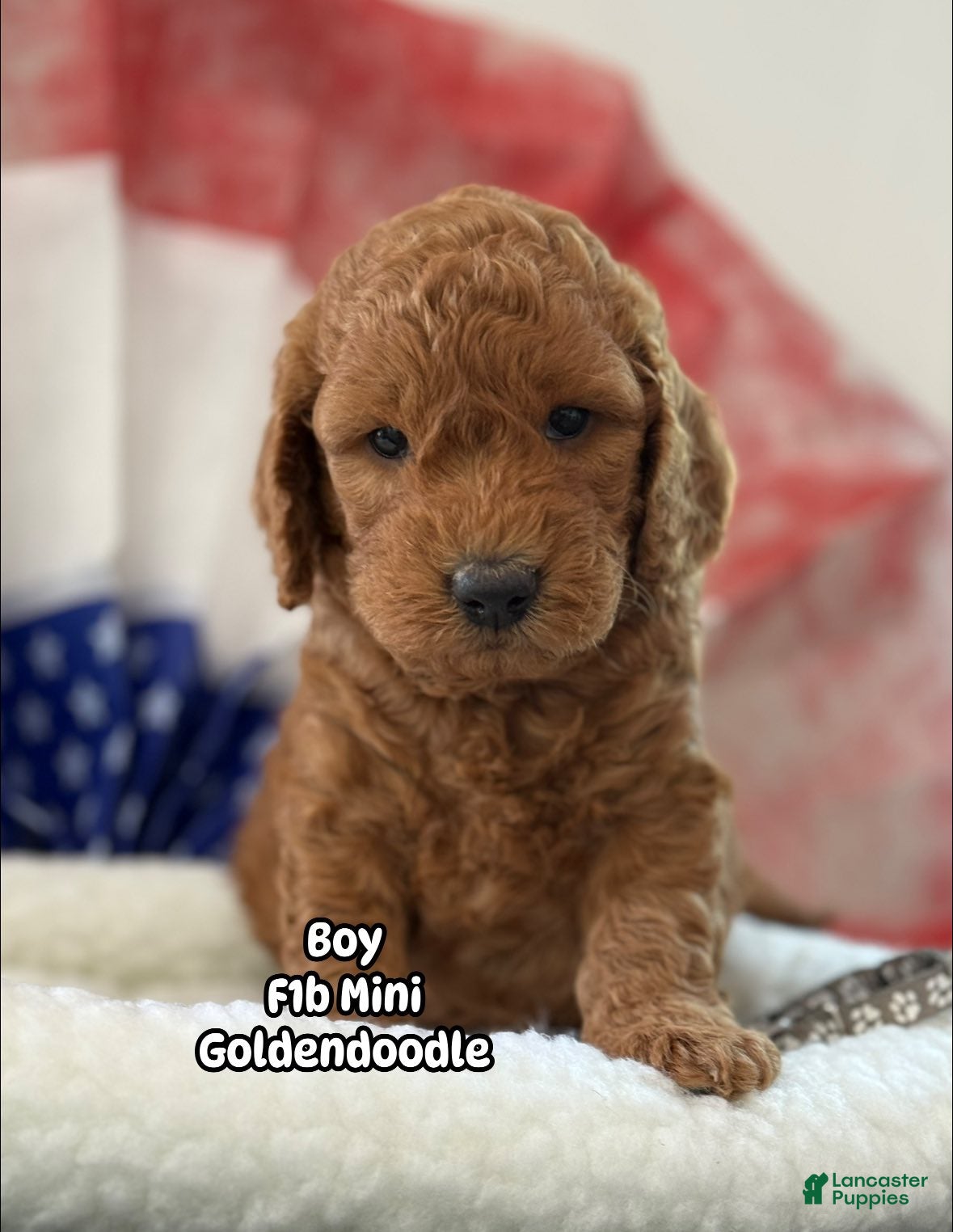 Sale Near Goldendoodle Dogs For Sale Goldendoodle Near Me For Sale