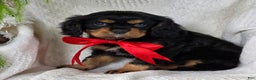 Cavalier King Charles Spaniel dogs for sale: Jingle - Ad 4