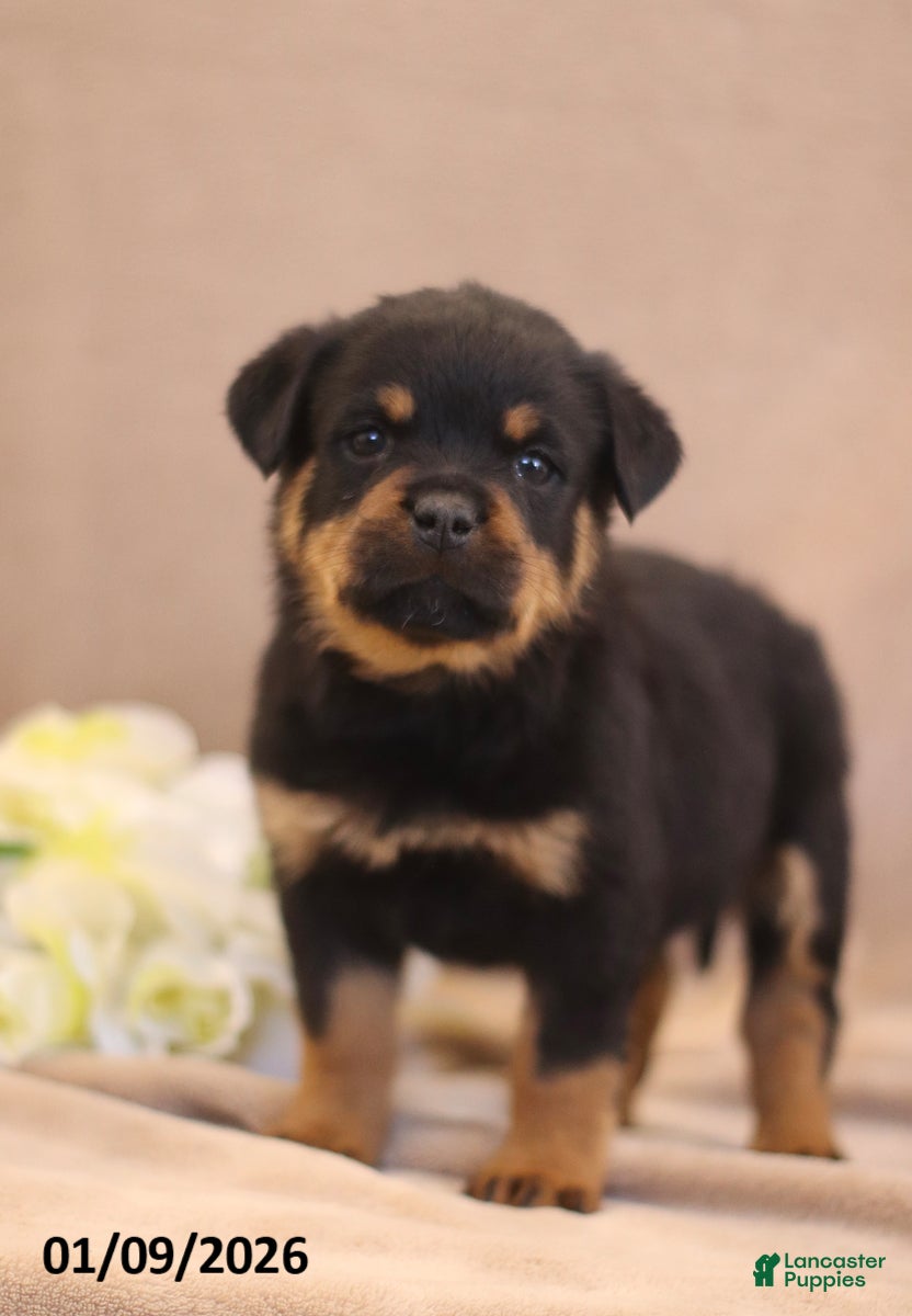 Rottweiler dogs Tina - Ad 26