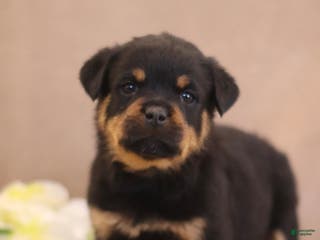 Rottweiler dogs Tina - Ad 21