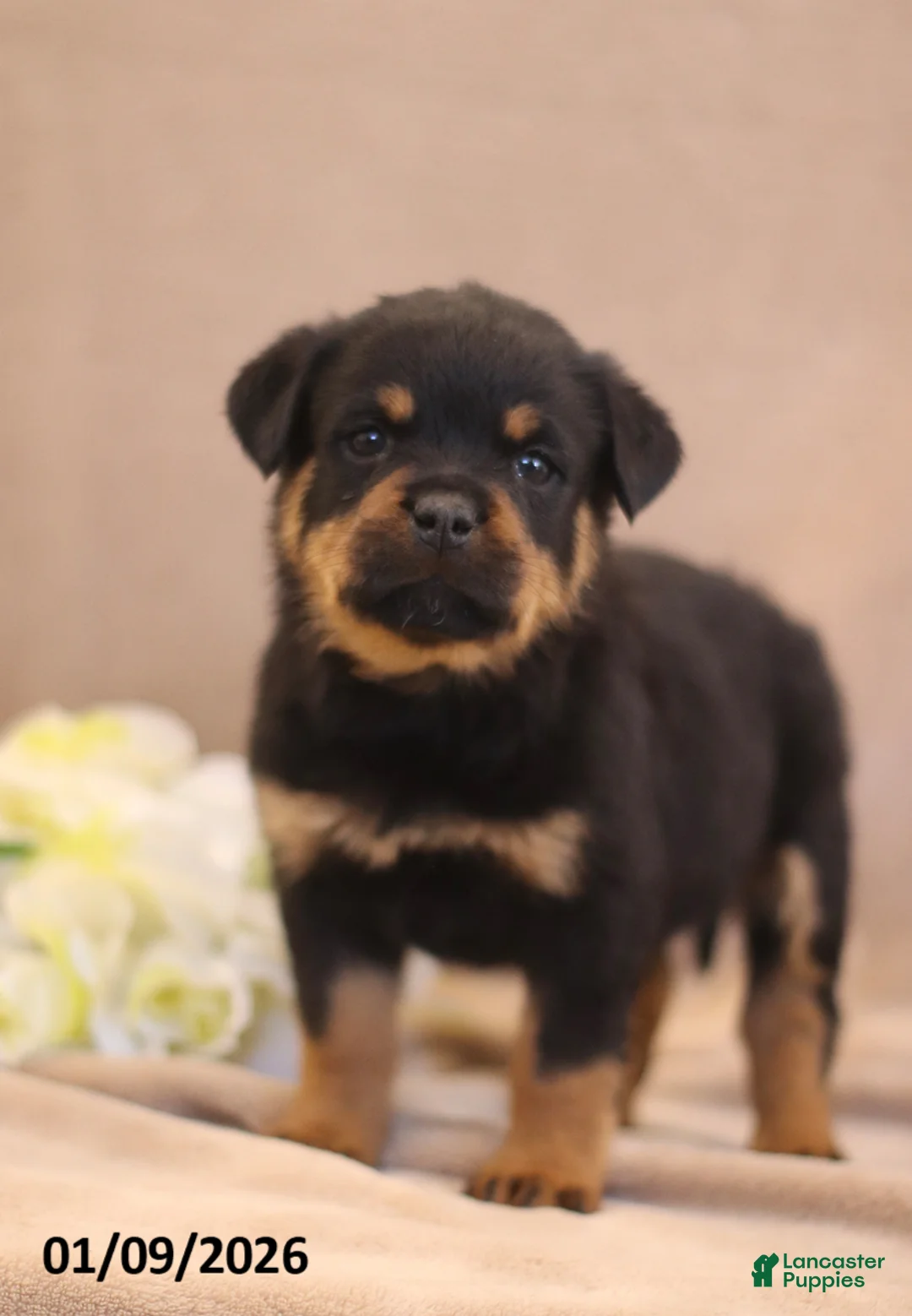 Rottweiler dogs for sale: Tina - Ad 1