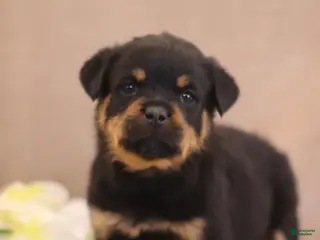Rottweiler dogs Tina - Ad 34